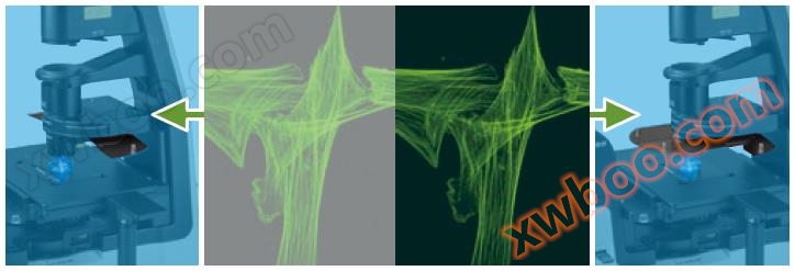 Ts2R落射荧光观察