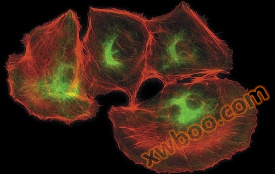 荧光NRK-52E 细胞